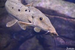 Auchenoglanis occidentalis
