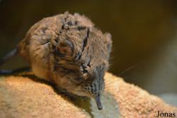 Vogel- und Naturschutztierpark Herborn