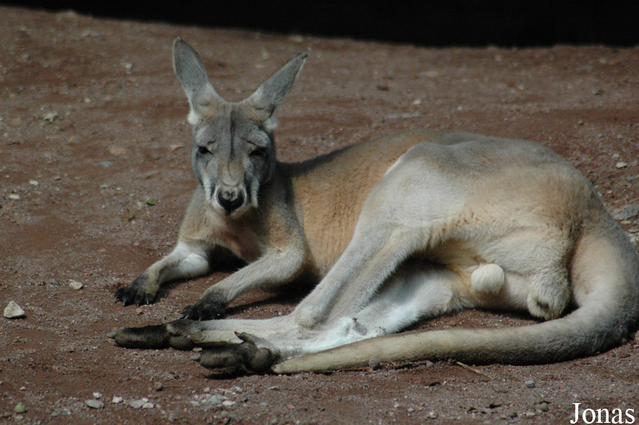 Erlebnis-Zoo Hannover