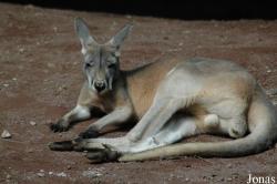 Erlebnis-Zoo Hannover