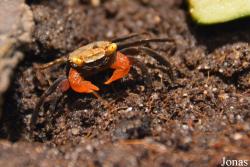 Geosesarma sp.