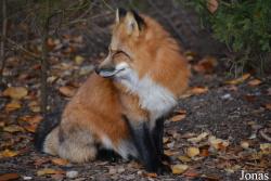 Wildpark Poing