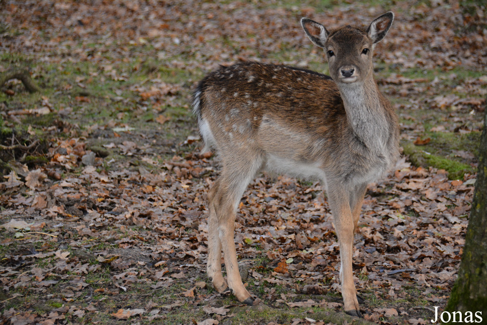 Wildpark Poing