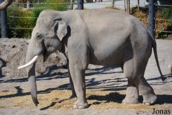 Knies Kinderzoo