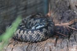 Vivarium Tablat