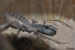 The Living Desert