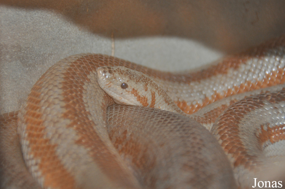 The Living Desert