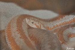 The Living Desert