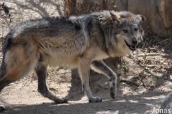 Canis lupus baileyi