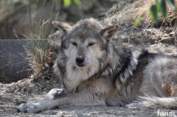 The Living Desert