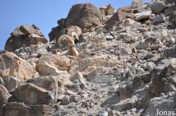 The Living Desert