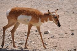 The Living Desert