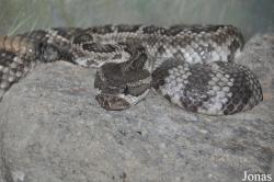 The Living Desert