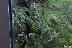 Aquarium of the Pacific