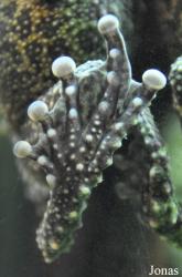 Aquarium of the Pacific