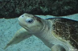 Lepidochelys olivacea