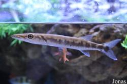 Sphyraena sp.