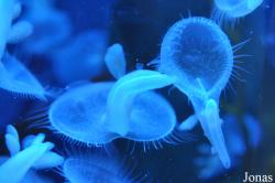 Aquarium of the Pacific