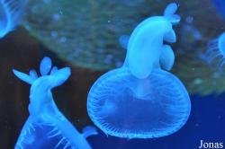 Aquarium of the Pacific