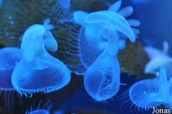 Aquarium of the Pacific
