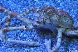 Aquarium of the Pacific