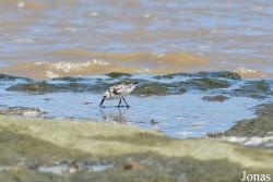 Calidris alba