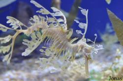 Aquarium of the Pacific