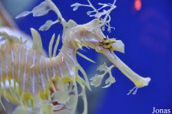Aquarium of the Pacific