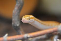 Schlangen Zoo Eschlikon