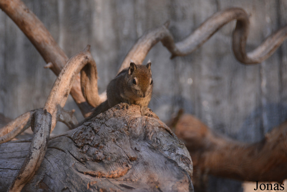 Zoo Zürich