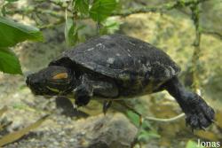 Trachemys callirostris