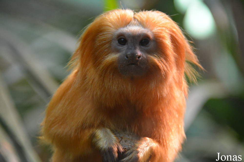 Zoo Zürich