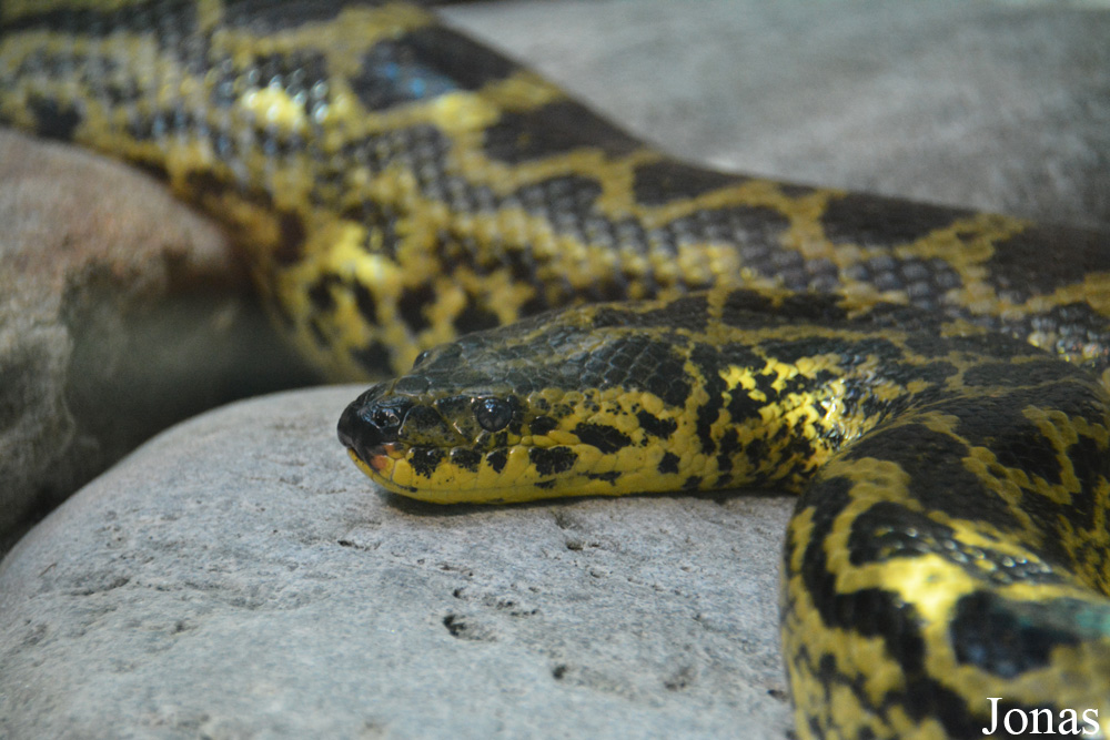 Zoo Zürich