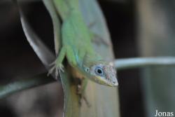 Anolis trinitatis