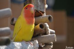 Vogelpark Ambigua