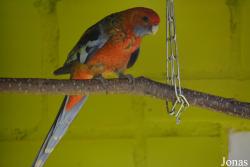 Vogelpark Ambigua