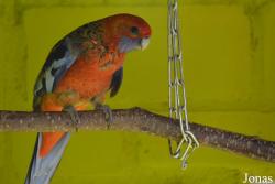 Platycercus adelaidae