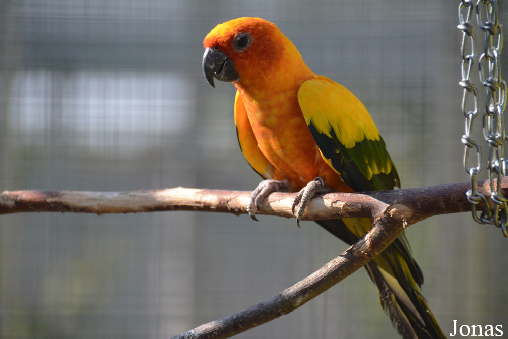 Vogelpark Ambigua