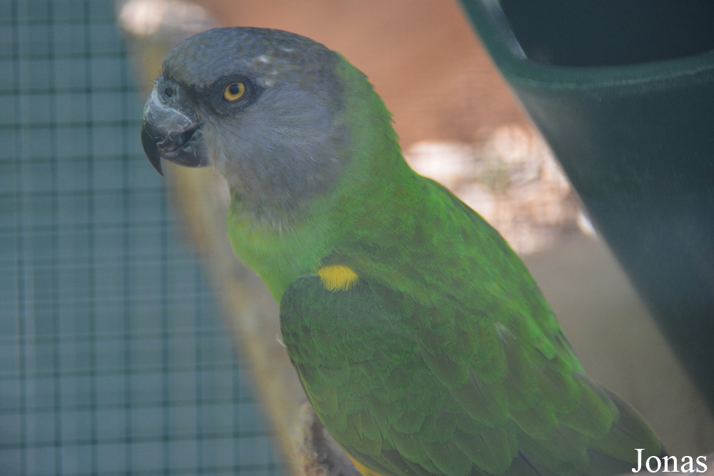 Vogelpark Ambigua