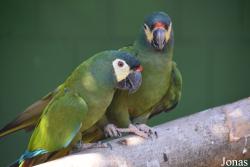 Vogelpark Ambigua