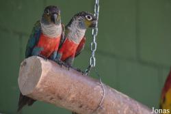 Vogelpark Ambigua