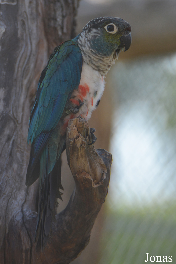 Vogelpark Ambigua