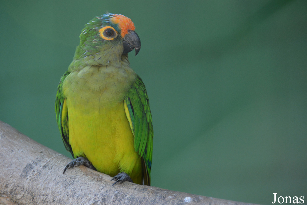 Vogelpark Ambigua