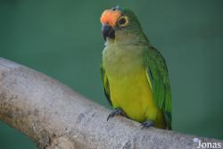 Vogelpark Ambigua