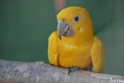 Vogelpark Ambigua