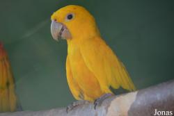 Vogelpark Ambigua