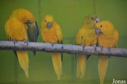 Vogelpark Ambigua