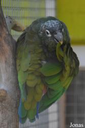 Vogelpark Ambigua