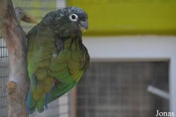 Vogelpark Ambigua