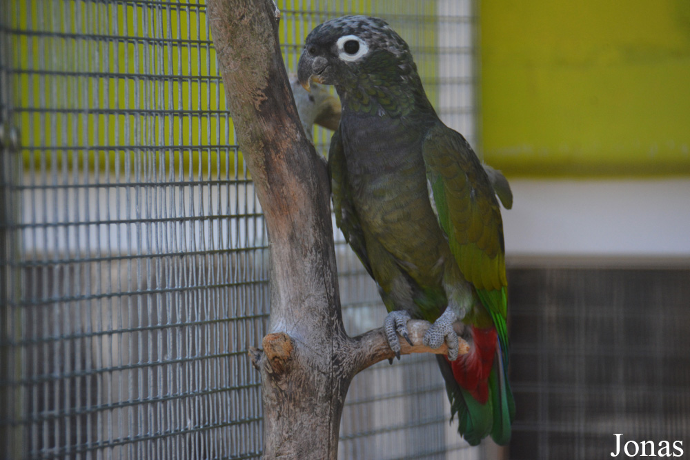 Vogelpark Ambigua